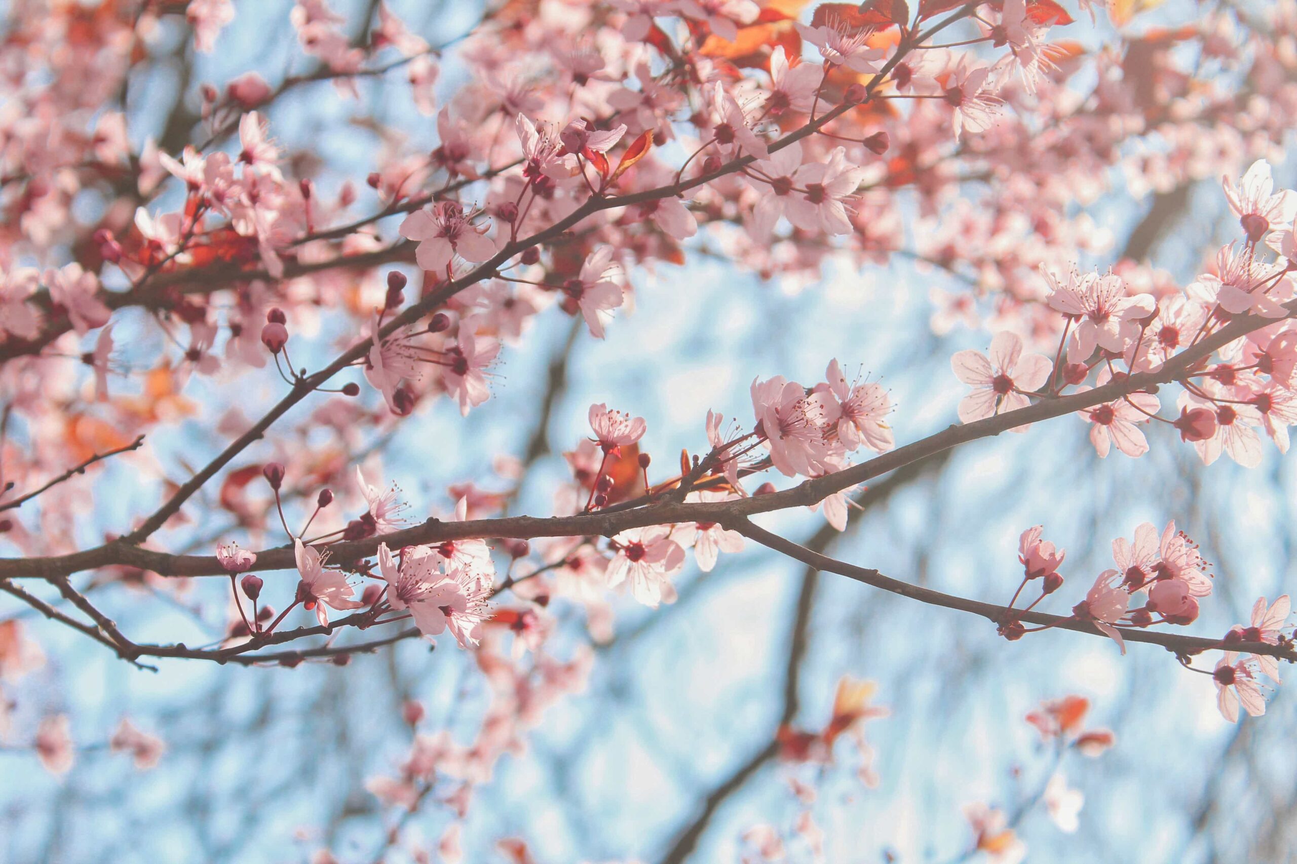 5 Sinne oder wie Wahrnehmung uns beeinflusst - Skills Teil 2 - Kirschblüten