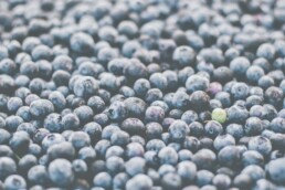 Den perfekten Skill finden - Skills Teil 3 - Heidelbeeren, Blaubeeren 3 Den perfekten Skill finden - Skills Teil 3 - Heidelbeeren, Blaubeeren